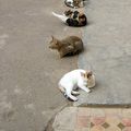 Marrakech - Chats à la sortie du palais. - (IMG_0124.jpg)