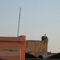 Marrakech - Cigogne. - (IMG_0126.jpg)