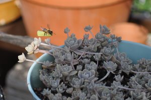 L'abeille s'approche du pot de plantes