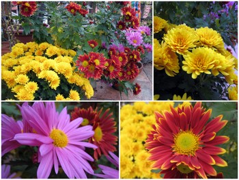 chrysanthemes