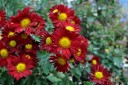 Dernières fleurs et premières neiges