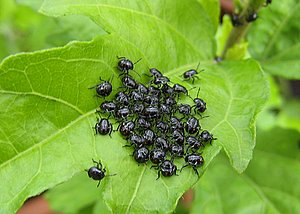 Insectes sur une feuille d'altea