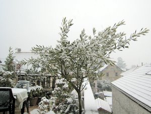 Olivier sous la neige