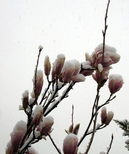 Magnolia sous la neige