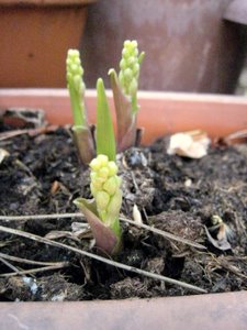 Muguet en préparation