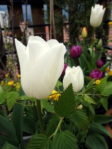 Les tulipes (encore)