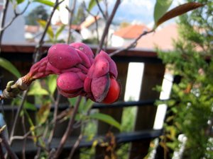 Fruit du magnolia : bientôt des graines ?