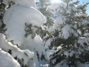 Sapins enneigés