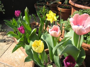 Tulipes et narcisse