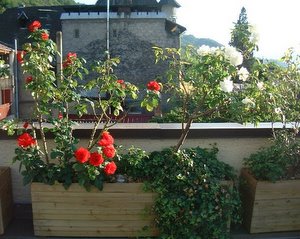 Jardinière terminée avec les fleurs