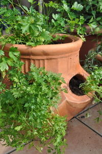 Potée d'herbes aromatiques