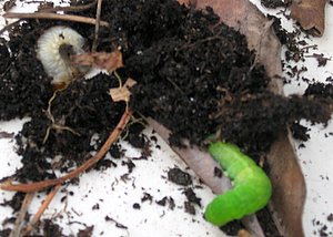 Larves de hanneton et chenille verte