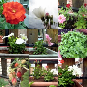 Roses, pétunias, persil, fraises et géranium lierre