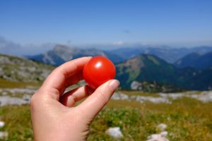 Tomates du jardin en pique-nique