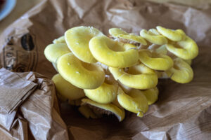 Champignons